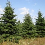 szkółka drzew krzewów ozdobnych rośliny iglaste Polska